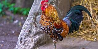 Lazimnya, seekor ayam hanya akan berkokok di saat fajar, pagi hari, atau saat siang. Kenapa Ayam Jantan Berkokok Di Pagi Hari Halaman All Kompas Com