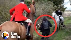 Fox hunt — noun • • • main entry: This Woman Runs Into Hunts To Save Foxes The Dodo Youtube