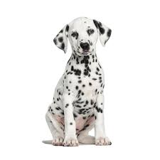 Puppy is a male dalmatian puppy for sale born on 11/4/2019, located near austin, texas and priced for $500. Petland Texas