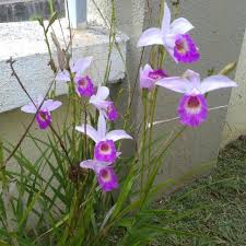 Demikianlah pembahasan mengenai jenis tanaman merambat tahan panas yang bisa menjadi pilihan untuk mempercantik rumah. Sepasu Pokok Orkid Hutan Jungle Orchid Real Live Plant Shopee Malaysia