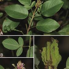 Image result for Grona barbata