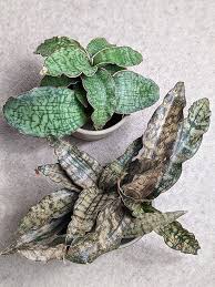 Image result for Sansevieria kirkii