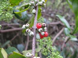 Image result for Maytenus