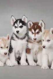 Siberian Husky Black White And Brown Blonde Black And Red Husky Cute Animals Cute Dogs Cute Baby Animals