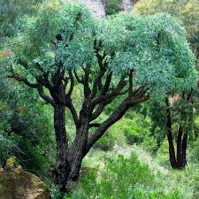 Image result for Cussonia sessilis