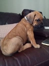 That does not shed much. View Ad Mastiff Litter Of Puppies For Sale Near Florida Lakeland Usa Adn 12295
