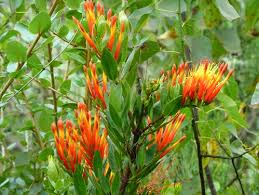 Image result for Loranthaceae