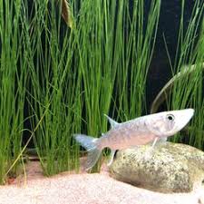 Please try again using a different zip code or city and state combination. Best Fish Stores Near Me July 2021 Find Nearby Fish Stores Reviews Yelp