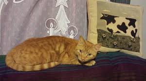 Maybe you would like to learn more about one of these? Healthy Pet Vet Clinic Madison Petshop