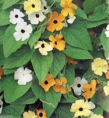 Image result for Thunbergia dregeana