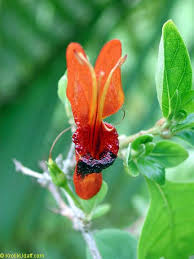 Image result for Ruttya fruticosa