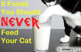 Almond milk does not contain lactose, so you might think it would be fine to feed this to cats. 8 Foods You Should Never Feed Your Cat Sparkpeople