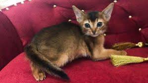 Why buy an abyssinian kitten for sale if you can adopt and save a life? Abyssinian Kittens For Sale