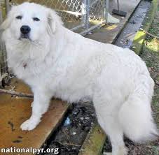 Advice from breed experts to make a safe choice. Dog For Adoption Fosters Needed Pa A Great Pyrenees In Harrisburg Pa Petfinder