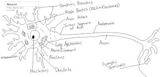 Neuron Structure And Classification Brooke Hamilton Neural
