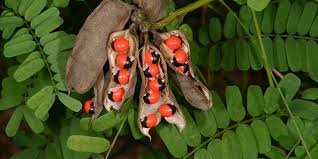 Image result for Abrus melanospermus