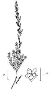 Image result for Suaeda plumosa