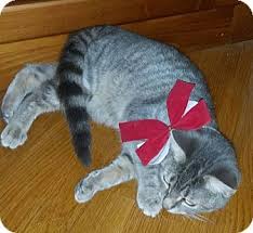 Our engineer was commissioned to build this unit, the first in australia. Bridgewater Nj Bengal Meet Hope A Kitten For Adoption Http Www Adoptapet Com Pet 17192320 Bridgewater New Jersey Kitt Kitten Adoption Pets Pet Adoption