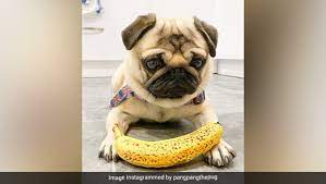 Watch this video.you can buy the puppy food from here.orijen puppy food (2kg/6kg). Watch Adorable Pug Loves Eating Fruits Veggies More Than Dog Food Ndtv Food