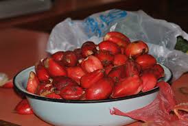 Image result for Siphonochilus longitubus