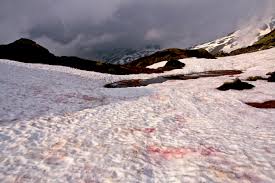 So entsteht der rot gefärbte schnee. Blutschnee Wikipedia