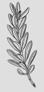 Rameau D Olivier Sucre Roux Rameau D Olivier Tatouage Familial Dessin Contour