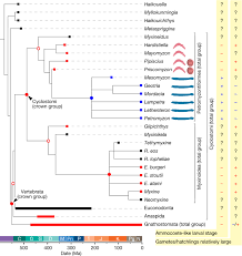 Non Ammocoete Larvae Of Palaeozoic Stem Lampreys Nature