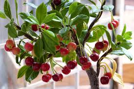What about a tree that produces fruit? Caring For Potted Cherry Trees How To Grow Cherry Trees In Containers