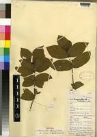 Image result for Neuracanthus africanus