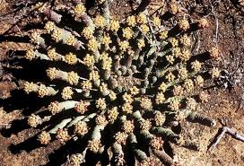Image result for Euphorbia halipedicola
