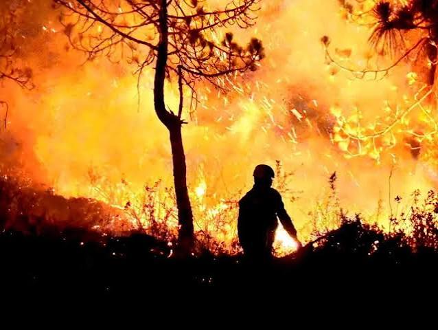 जलते जंगल: इस साल के फायर सीजन में 450 आग की घटनाएं दर्ज, 2 की मौत, हजारों हेक्टेयर वन भूमि तबाह