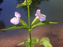 Image result for Mimusops aedificatoria