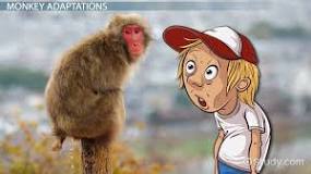 Image result