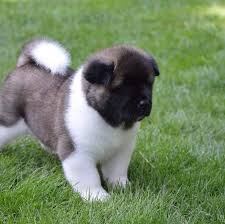 The akita originated in akita, japan and was originally developed in the 19th century as a watchdog and hunting dog.it is believed that the akita was brought to the united states by helen keller, who took a liking to. Akita Puppy Ghana Home Facebook