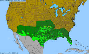 Image result for Cissus faucicola