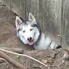 Dogs need plenty of stimulation, and if you simply put him in the yard without any toys he will quickly tire of. 1