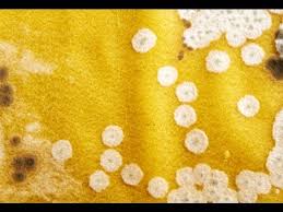 Here are three solutions that have all proven effective at removing mould from fabric: How To Remove Mildew From Fabric Mildew And Mold Removal Youtube
