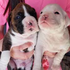 Native breed of south india, excellent rajapalayam male puppy, conforming very well to standards, excellent watch dog and boxer all puppies booked! Cheap Boxer Puppies For Sale Where To Get One