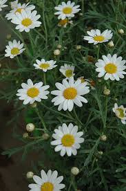 Image result for Erianthemum taborense