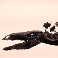 Image result for Dinophora