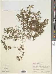 Image result for Microcharis angolensis