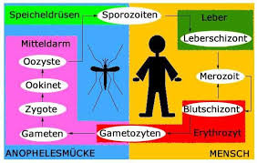 Sporozoiten sind das infektiöse entwicklungsstadium der erreger. Malaria Plasmodien Netdoktor At