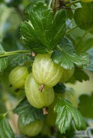 Pin On Gardening Ideas Tips