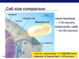 Maybe you would like to learn more about one of these? Cells Cell Organelles Doing Lifes Work Ap Biology