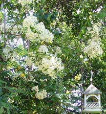 Image result for Pyracantha