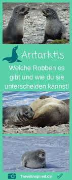 Die bullen der südlichen seeelefanten sind die größten aller robbenarten. Welche Robben Leben In Der Antarktis Travelinspired Reise Inspiration Antarktis Abenteuerreisen