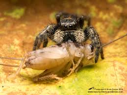 Ever wondered what do jumping spiders eat? Spiders Macrocritters