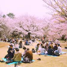 Namun meski musim semi berlangsung cukup lama, bunga sakura hanya dapat mekar. 13 Prediksi Jadwal Musim Sakura Di Jepang 2020 Kapan Dan Di Mana