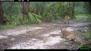 Pursuant to section 120.74, florida statutes, the fish and wildlife conservation commission has published its 2019 agency regulatory plan.2019 agency regulatory plan. Researchers Name Neurological Disorder Impacting Florida Panthers