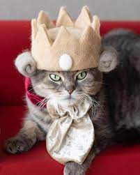 Pet Owners Turn Their Kitties Fluffy Fur Into Tiny Hats For Cats Felt Cat Cats Cat Scottish Fold